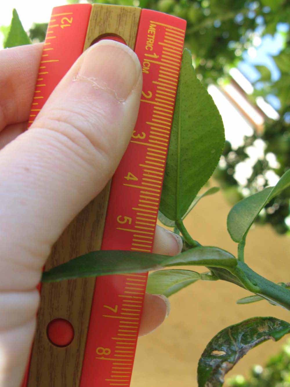              Unifoliolate leaf (Winter Haven, FL)       